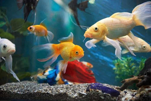 Вибір корму для риб
